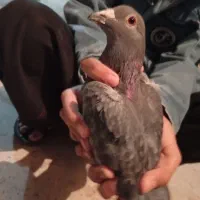 آلمانی|پرنده|خوسف, |دیوار