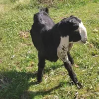 بزغاله نرپاکستانی