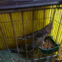 جوجه عروس هلندی 8 ماهه|پرنده|بم, |دیوار