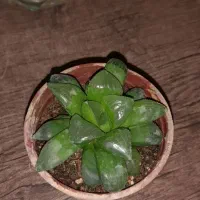 هاورتیا شیشه ای و ستاره ای کلیکسیونی ۱۰۰