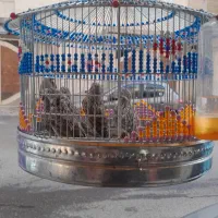 قناری.همه.. بخون