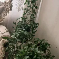 پتوس|گل و گیاه طبیعی|قم, کلهری|دیوار