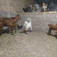 بز جنس دار