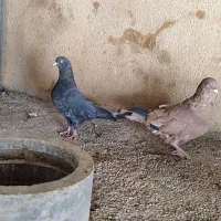 جفت کله ای برنجی ماده|پرنده|اهواز, ۲۴ متری|دیوار