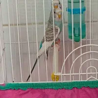 مرغ عشق نژاد خاص