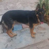 سگ ژرمن نر و ماده