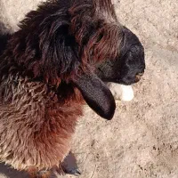 بره قوچ تخمی|حیوانات مزرعه|ناغان, |دیوار