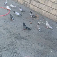 کبوتر