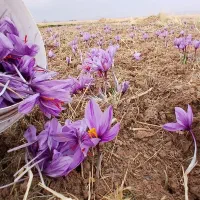 زعفران کشاورز|خوردنی و آشامیدنی|تهران, یافت آباد جنوبی|دیوار