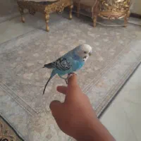 یک جفت مرغ عشق نر دستی ماده پروانه سالم وسلامت|پرنده|نسیم‌شهر, |دیوار