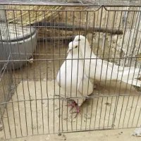 کفتر سفید مور پرشی