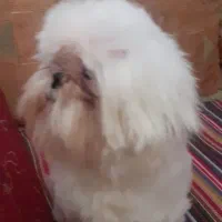 دوقلاده شیتزو ماده