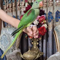 جوجه شاه طوطی نراسکندر چشم مشکی ۳ماهه