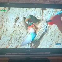 ال سی دی سونی براویا 32|تلویزیون و پروژکتور|کرج, باغستان|دیوار