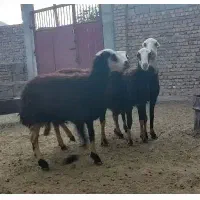 بره ماده