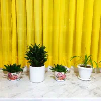 انواع گل|گل و گیاه طبیعی|نیشابور, شهرک بسیج|دیوار