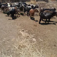 بز  داشتی و گوشتی