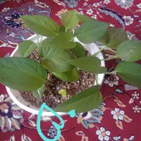 گل طبیعی فروشی|گل و گیاه طبیعی|قائن, |دیوار
