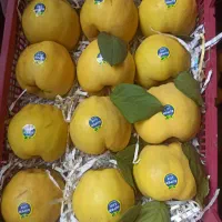 نهال به صادراتی مخصوص شمال.تعداد محدود|خدمات باغبانی و درختکاری|کردکوی, |دیوار