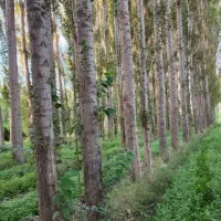 ارسال نهال  از معتبرترین نهالستان کشور  (صنوبر)|خدمات باغبانی و درختکاری|قطور, |دیوار