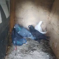 صید جوجه پولکی