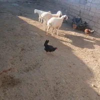 2راس بره