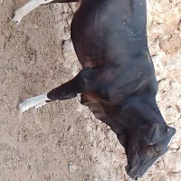 گوساله گاو
