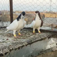 کبوتر پرنده.