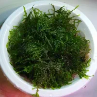 خزه و آکواریوم شیشه خم