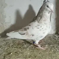 یک جفت دم سفید|پرنده|مسجد سلیمان, |دیوار