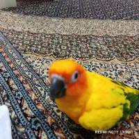طوطی|پرنده|پرند, فاز ۱|دیوار
