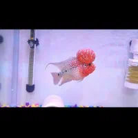 ماهی فلاور هورن رد دراگن بیگ هد