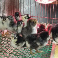 جوجه مرغ و خروس گلین|حیوانات مزرعه|رشت, بوسار|دیوار