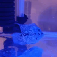 ماهی|ماهی|هشتگرد, مدرس|دیوار