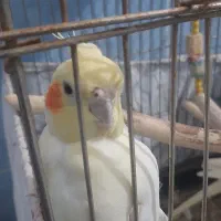 ۲تا عروس هلندی سخنگو|پرنده|تهران, قصر فیروزه ۲|دیوار