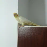 جوجه عروس هلندی دستی سهره|پرنده|باغستان, |دیوار