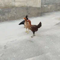 مرغ و خروس لاری