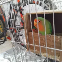 ۲ عدد طوطی برزیلی نر و ماده