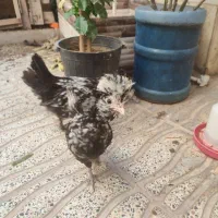 جوجه لهستانی و دو رگه|حیوانات مزرعه|بروجرد, |دیوار