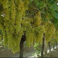 انگور