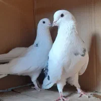 کبوتر شمرونی