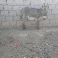 الاغ|حیوانات مزرعه|اصفهان, کشاورزی|دیوار