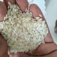برنج درجه یک کامفیروزی|خوردنی و آشامیدنی|شیراز, شهرک سعدی|دیوار