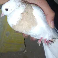 طوقی آجری ماده|پرنده|رامشیر, |دیوار