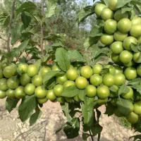 نهال گوجه سبز خوشه ای ، درخت گوجه سبز،نهالستان