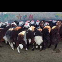 بره نر لاغر افشاری سرخ وپلنگی دامداری امیر عامری