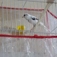 جفت قناری|پرنده|بیرجند, |دیوار