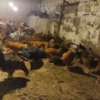 واگذاری یا مشارکت فارم تولید تخم مرغ سرمایه گذاری