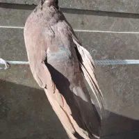 یک جفت ماده