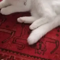 گربه پرشین|گربه|مشهد, حضرت حجت|دیوار